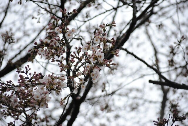 DSC_0140.JPG